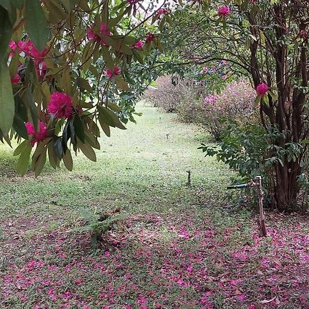 Quinta D'Avó Amélia Panzió Alquerubim Kültér fotó